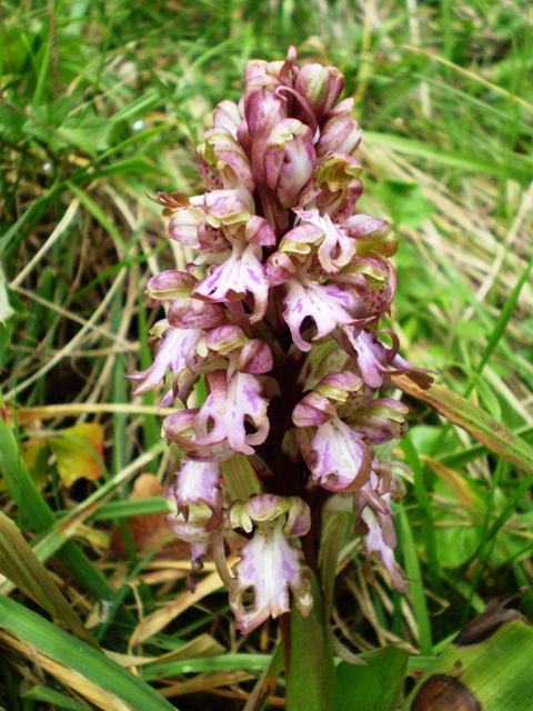 barlia robertiana (provincia SP)